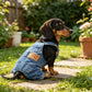 Conjunto de Pantalones de Mezclilla para Cachorro